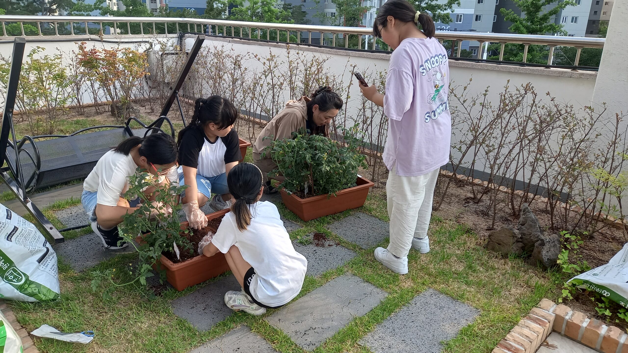 방울토마토따기(2023.6.12)